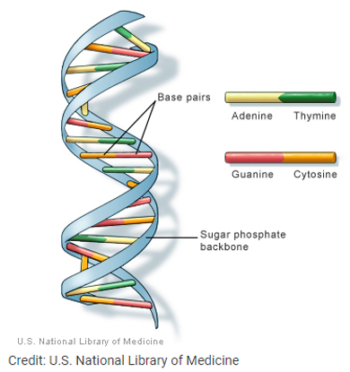 DNA Illustrated